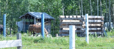 Fish smoking (left) and moose meat drying (right) shacks