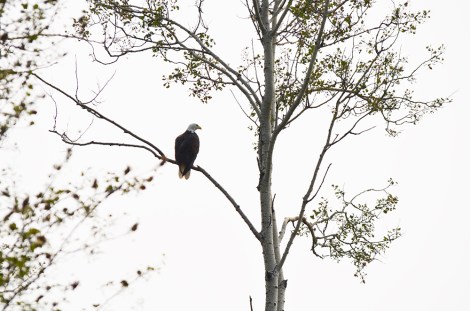 Photo of bald eagle on the shores of Gift Lake